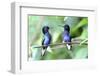 Velvet-Purple Coronet Hummingbird-duelune-Framed Photographic Print