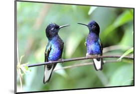 Velvet-Purple Coronet Hummingbird-duelune-Mounted Photographic Print