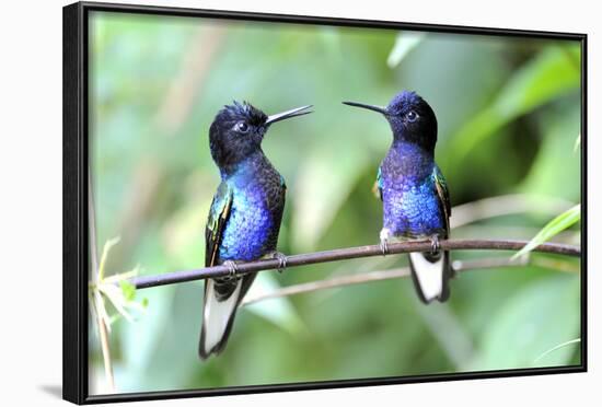 Velvet-Purple Coronet Hummingbird-duelune-Framed Photographic Print