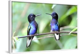 Velvet-Purple Coronet Hummingbird-duelune-Framed Photographic Print