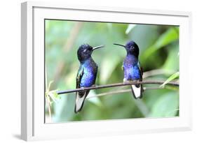 Velvet-Purple Coronet Hummingbird-duelune-Framed Photographic Print