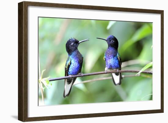 Velvet-Purple Coronet Hummingbird-duelune-Framed Photographic Print