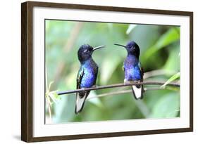 Velvet-Purple Coronet Hummingbird-duelune-Framed Photographic Print