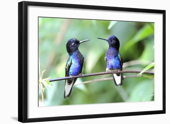 Velvet-Purple Coronet Hummingbird-duelune-Framed Photographic Print