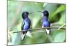 Velvet-Purple Coronet Hummingbird-duelune-Mounted Photographic Print