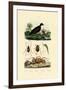 Velvet Scoter Duck, 1833-39-null-Framed Giclee Print