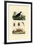 Velvet Scoter Duck, 1833-39-null-Framed Giclee Print