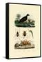 Velvet Scoter Duck, 1833-39-null-Framed Stretched Canvas