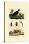 Velvet Scoter Duck, 1833-39-null-Stretched Canvas