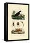 Velvet Scoter Duck, 1833-39-null-Framed Stretched Canvas