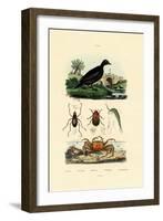 Velvet Scoter Duck, 1833-39-null-Framed Giclee Print