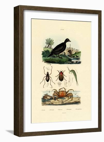 Velvet Scoter Duck, 1833-39-null-Framed Giclee Print