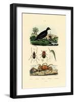 Velvet Scoter Duck, 1833-39-null-Framed Giclee Print
