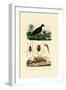 Velvet Scoter Duck, 1833-39-null-Framed Giclee Print