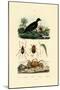 Velvet Scoter Duck, 1833-39-null-Mounted Giclee Print