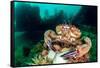 velvet swimming crab in defensive posture, uk-alex mustard-Framed Stretched Canvas