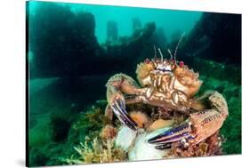 velvet swimming crab in defensive posture, uk-alex mustard-Stretched Canvas