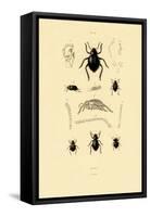 Velvety Bark Beetles, 1833-39-null-Framed Stretched Canvas