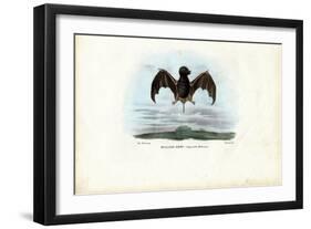 Velvety Free-Tailed Bat, 1863-79-Raimundo Petraroja-Framed Giclee Print