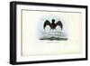 Velvety Free-Tailed Bat, 1863-79-Raimundo Petraroja-Framed Giclee Print
