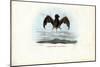 Velvety Free-Tailed Bat, 1863-79-Raimundo Petraroja-Mounted Giclee Print