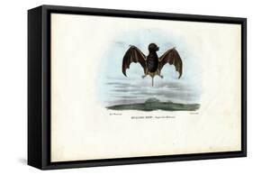 Velvety Free-Tailed Bat, 1863-79-Raimundo Petraroja-Framed Stretched Canvas