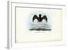 Velvety Free-Tailed Bat, 1863-79-Raimundo Petraroja-Framed Giclee Print