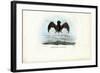 Velvety Free-Tailed Bat, 1863-79-Raimundo Petraroja-Framed Giclee Print