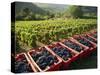 Vendage in the Haut Cote De Beaune, Burgundy, France, Europe-Short Michael-Stretched Canvas