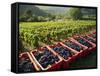 Vendage in the Haut Cote De Beaune, Burgundy, France, Europe-Short Michael-Framed Stretched Canvas