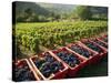 Vendage in the Haut Cote De Beaune, Burgundy, France, Europe-Short Michael-Stretched Canvas