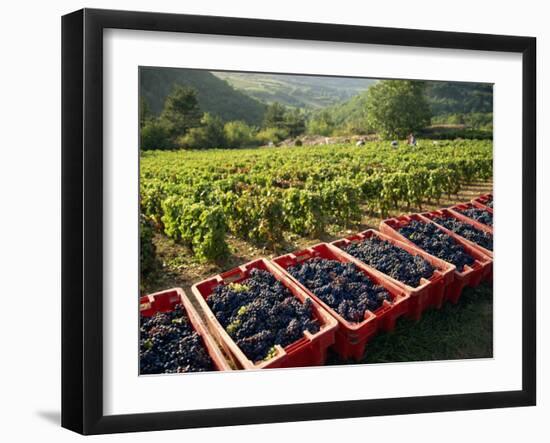 Vendage in the Haut Cote De Beaune, Burgundy, France, Europe-Short Michael-Framed Photographic Print