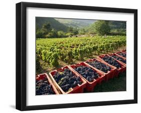 Vendage in the Haut Cote De Beaune, Burgundy, France, Europe-Short Michael-Framed Photographic Print