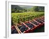 Vendage in the Haut Cote De Beaune, Burgundy, France, Europe-Short Michael-Framed Photographic Print