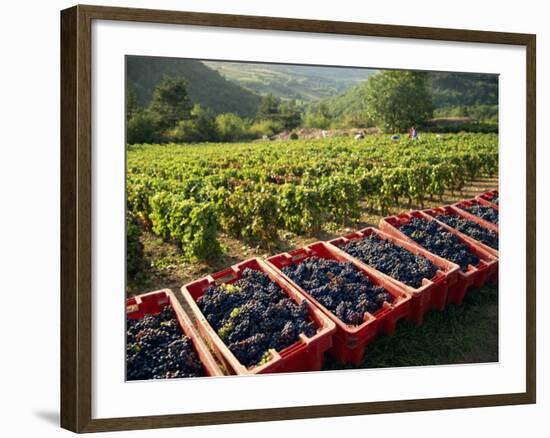 Vendage in the Haut Cote De Beaune, Burgundy, France, Europe-Short Michael-Framed Photographic Print