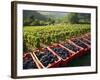 Vendage in the Haut Cote De Beaune, Burgundy, France, Europe-Short Michael-Framed Photographic Print