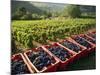 Vendage in the Haut Cote De Beaune, Burgundy, France, Europe-Short Michael-Mounted Photographic Print