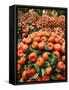 Vendors Clip Mandarin Oranges Trees as They Wait for Customers at a Shopping Mall-null-Framed Stretched Canvas