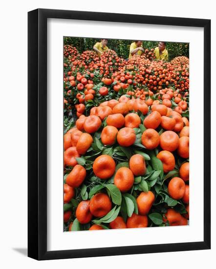 Vendors Clip Mandarin Oranges Trees as They Wait for Customers at a Shopping Mall-null-Framed Photographic Print