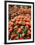 Vendors Clip Mandarin Oranges Trees as They Wait for Customers at a Shopping Mall-null-Framed Photographic Print