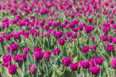Purple Tulips Field-venemama-Photographic Print