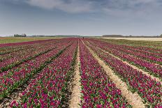 Purple Tulips Field-venemama-Photographic Print