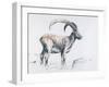 Venerando Stambecco, 2006-Mark Adlington-Framed Giclee Print