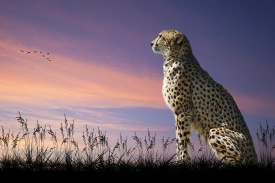 Premium Photographic Print, , large