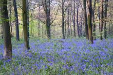 Beautiful Fresh Spring Bluebell Woods-Veneratio-Photographic Print