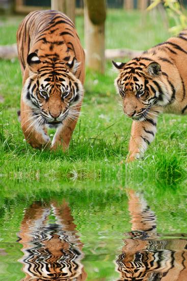 Premium Photographic Print, , large