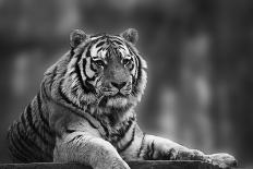 Stunning close up Image of Tiger Relaxing on Warm Day in Black and White-Veneratio-Photographic Print