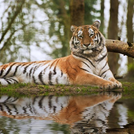 Premium Photographic Print, , large