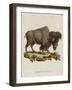 Venetian Natural History, 1771-null-Framed Giclee Print