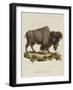 Venetian Natural History, 1771-null-Framed Giclee Print